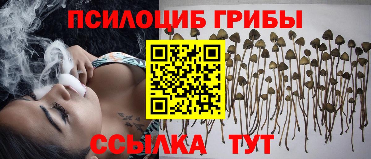 Галлюциногенные грибы Psilocybe Екатеринбург